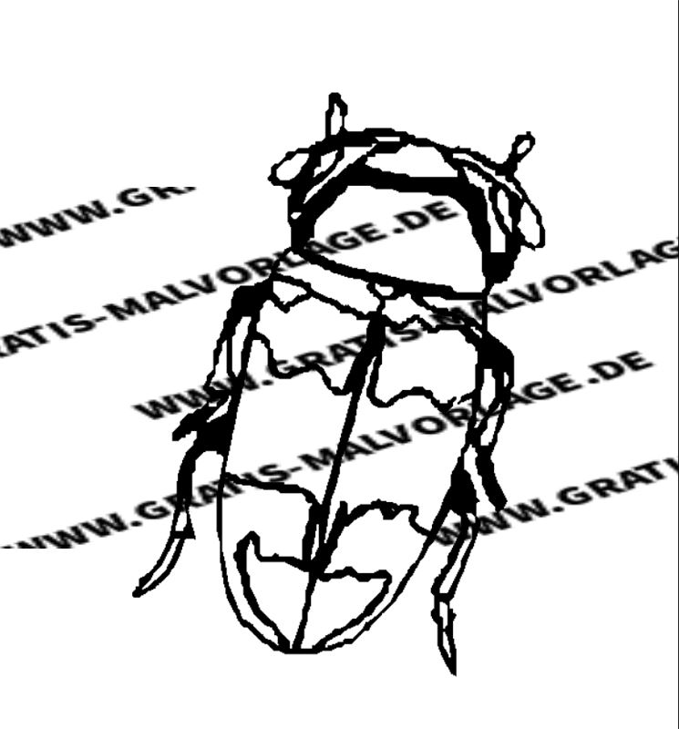 insekten  kostenlos gratis malvorlagen herunterladen